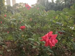 -人民公园(罗湖区)