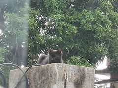 -猫岛主趣味餐厅(鼓浪屿店)