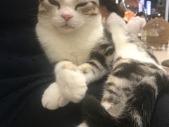 -飞行喵MR PILOT|猫舍·猫咖(静安大融城店)