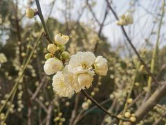 -香雪海