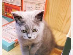 -袖虎宠物(锦绣生态园店)
