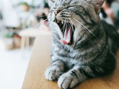 -平行世界·猫咖(首经贸店)