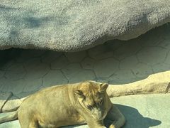 -北京野生动物园