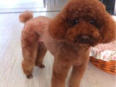 -唐小姐の猫狗洗护·购宠旗舰店(周浦万达店)