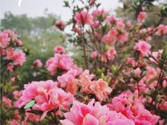 -梧桐山风景名胜区