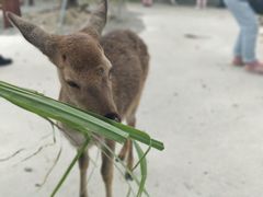 -鹿境梅花鹿生态园区