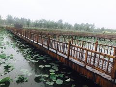 -天津东丽湖风景区