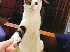 -PETKIT小佩宠物(昭化店)