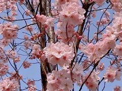 -顾村公园