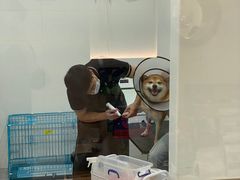-1013 PET SHOP精品宠物商店(丁香店)