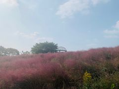 -大塘金香草谷