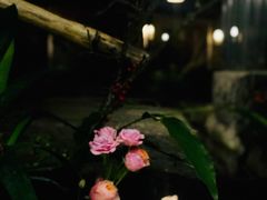 -乐领拈花溪·林涧食韵