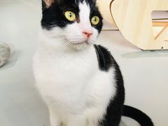 -豆逗聊愈猫阁Easy Life