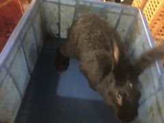 -温江公平红烧兔(总店)