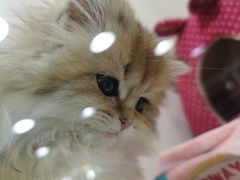 -乐宠宠物店(世纪金源店)