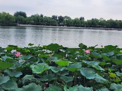 -萤火虫咖啡(后海店)
