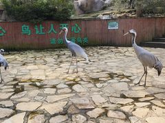 -燕塞湖鸟语林景区