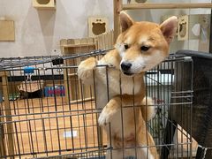 -猫色咖啡·猫咖