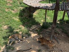 -西霞口神雕山野生动物世界