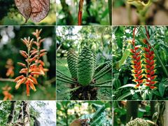 -中国科学院西双版纳热带植物园