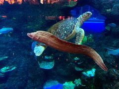 -成都浩海立方海洋公园