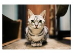 -猫咪博物馆(顶澳仔猫街店)