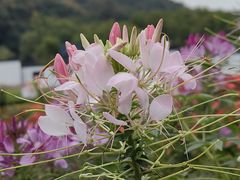-鼓楼(西湖风景名胜区)