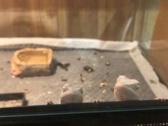 -酷以爬仙阁实体爬宠店·守宫·蜥蜴·专业繁育