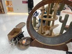 -喵园·猫主题咖啡厅·撸猫·猫咖(国贸店)