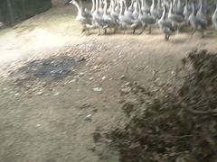 -佛都笑农庄(清溪店)