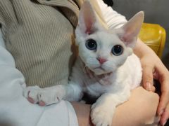 -70cat德文卷毛猫·缅因猫纯种猫舍