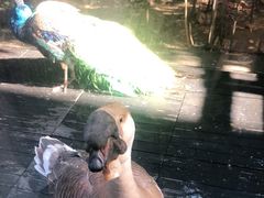 -春记潮汕牛肉火锅