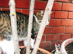 -Tarihi Sultanahmet Köftecisi Selim Usta