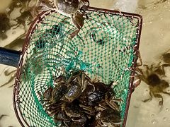 -蟹天蟹地农家菜·阳澄湖大闸蟹(浅水湾店)