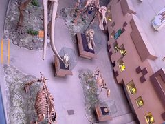 -陕西自然博物馆