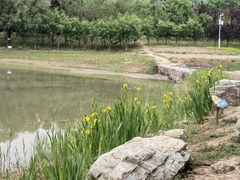 -永定河休闲森林公园