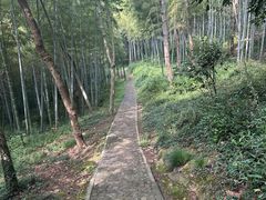 -上海佘山国家森林公园天马山园