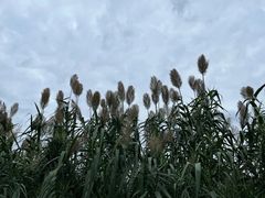 -良渚古城遗址公园