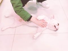 -多卡布奇宠物生活馆(上林世家店)