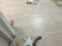 -中农大我爱我爱动物医院·核磁CT·猫病·24小时夜诊中心(石佛营店)