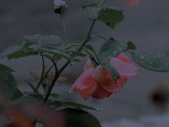 -广富林郊野公园