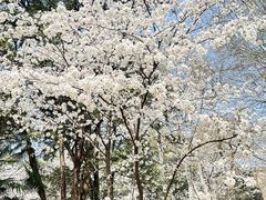 -武汉大学-樱园