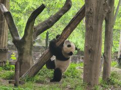 -都江堰中华大熊猫苑