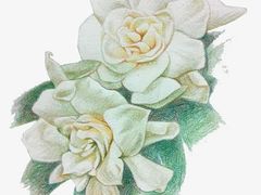 -八哥美术·成人美术画室(总校区)