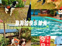 -良成狗狗乐园
