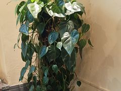 -胖老汉新疆特色椒麻鸡(南门店)