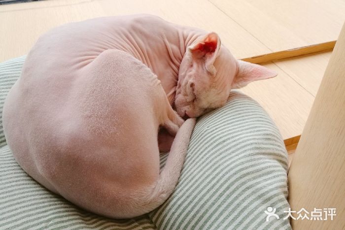 CAT’S MEWSTAR CAFE·喵星球猫屋(晴湾咖啡店)图片