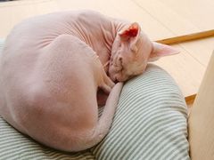 -CAT’S MEWSTAR CAFE·喵星球猫屋(晴湾咖啡店)