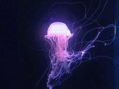 -锦艺城海洋馆