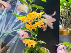 -北京植物园-展览温室